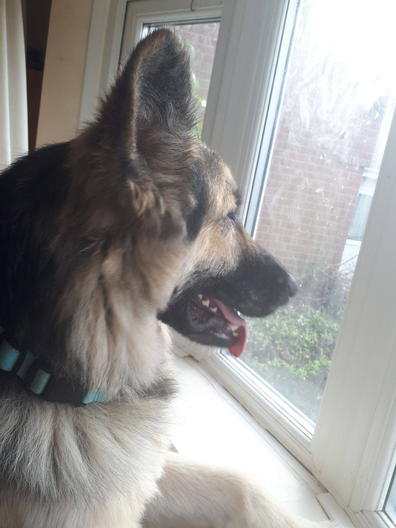Saxon in Norfolk